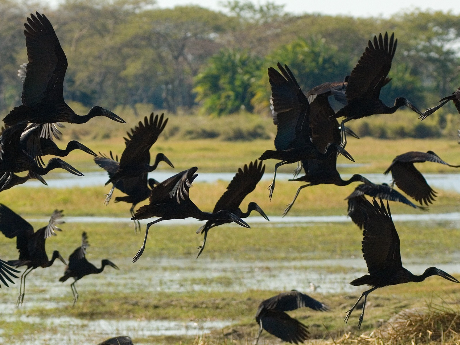Busanga Bush Camp, Kafue, Kafue National Park, Kafue Nationalpark, Safari, Wilderness Safaris, Birder, Birding, Klaffschnabel, Klaffschnäbel, Schwarm, Storch, Störche, Tiere, Vögel