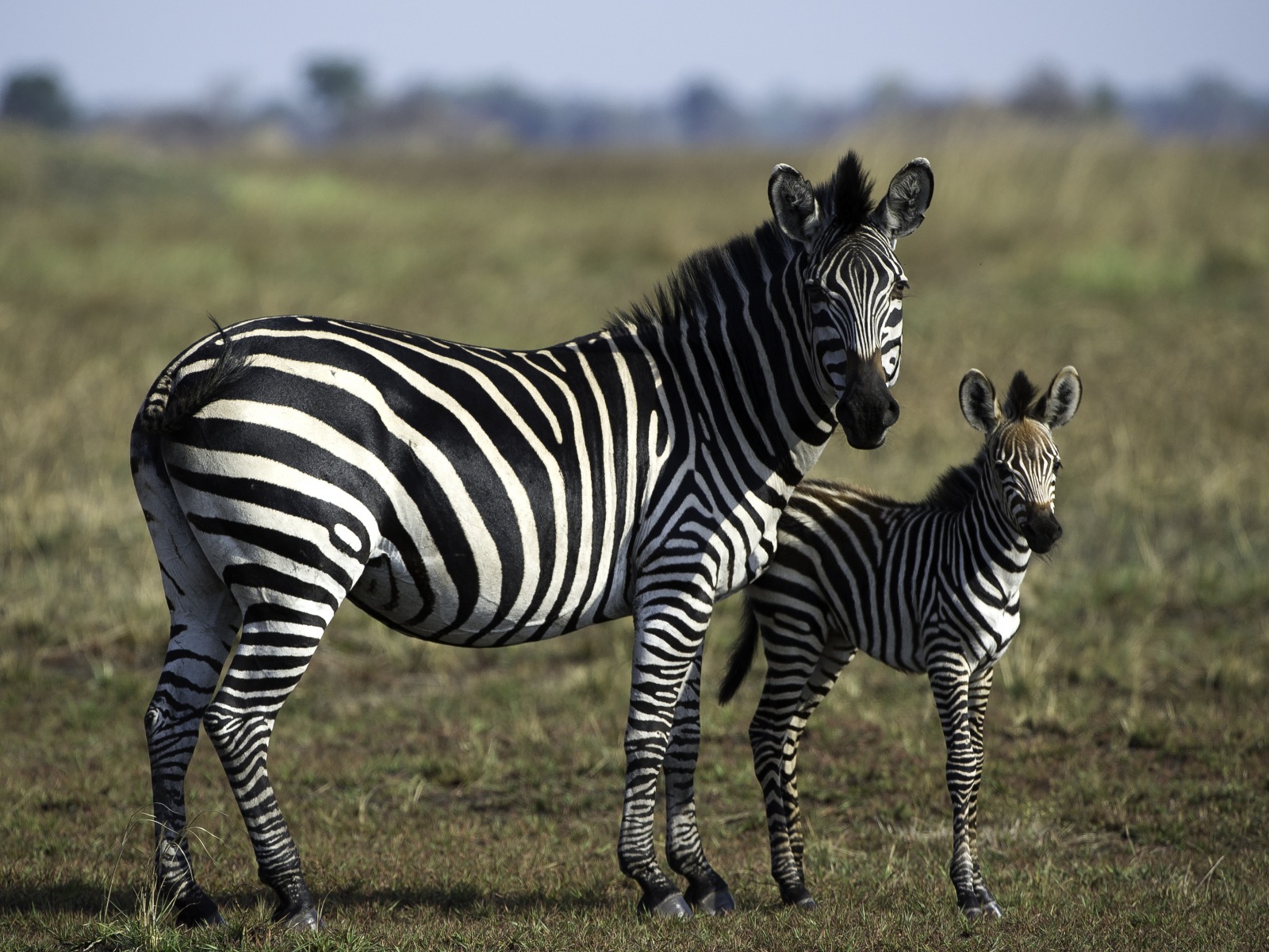 Busanga Bush Camp, Kafue, Kafue National Park, Kafue Nationalpark, Safari, Wilderness Safaris, Grasland, Pirschfahrt, Tiere, Zebra, Zebras