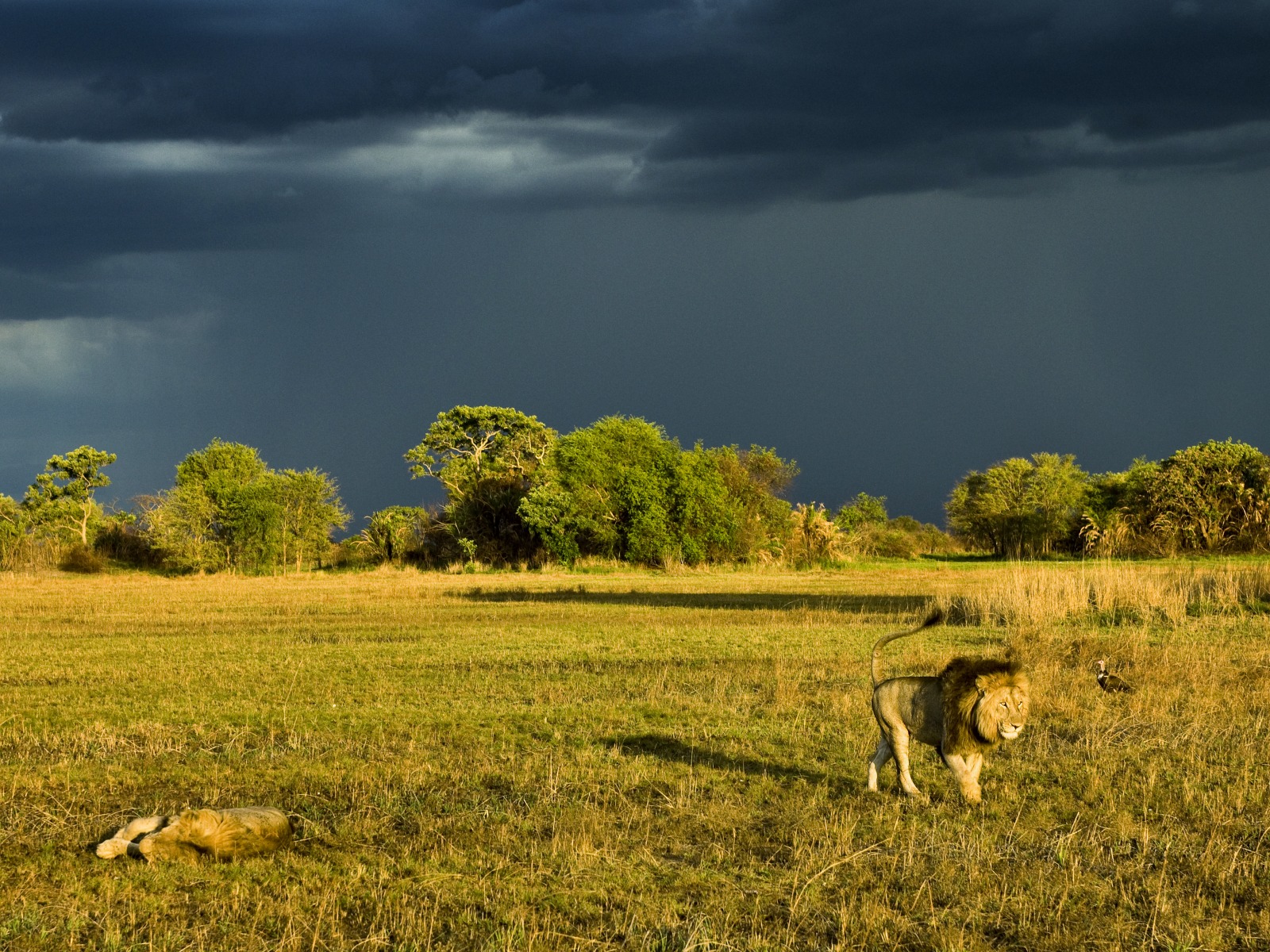 Busanga Bush Camp, Gewitter, Großkatze, Kafue, Kafue National Park, Kafue Nationalpark, Löwe, Löwen, Raubkatze, Raubtier, Safari, Sturm, Wilderness Safaris