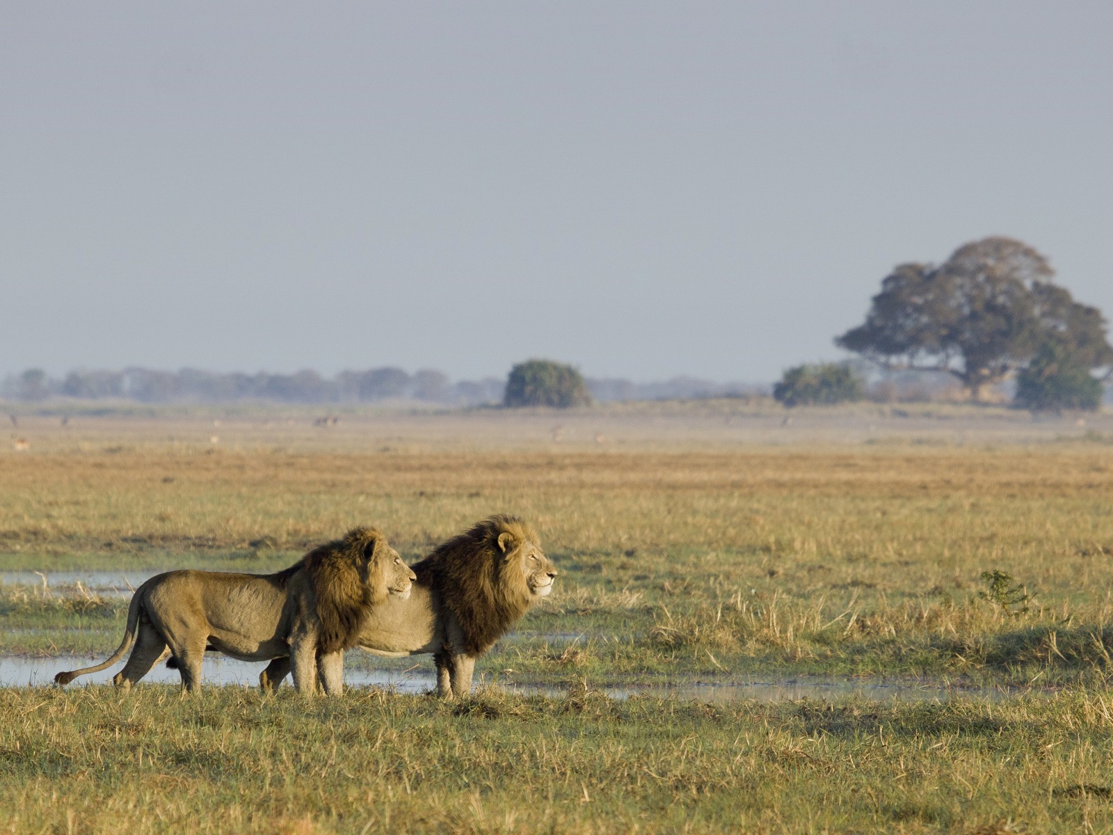 Sambia Geographie und Länderinformationen bei AFRIKARMA