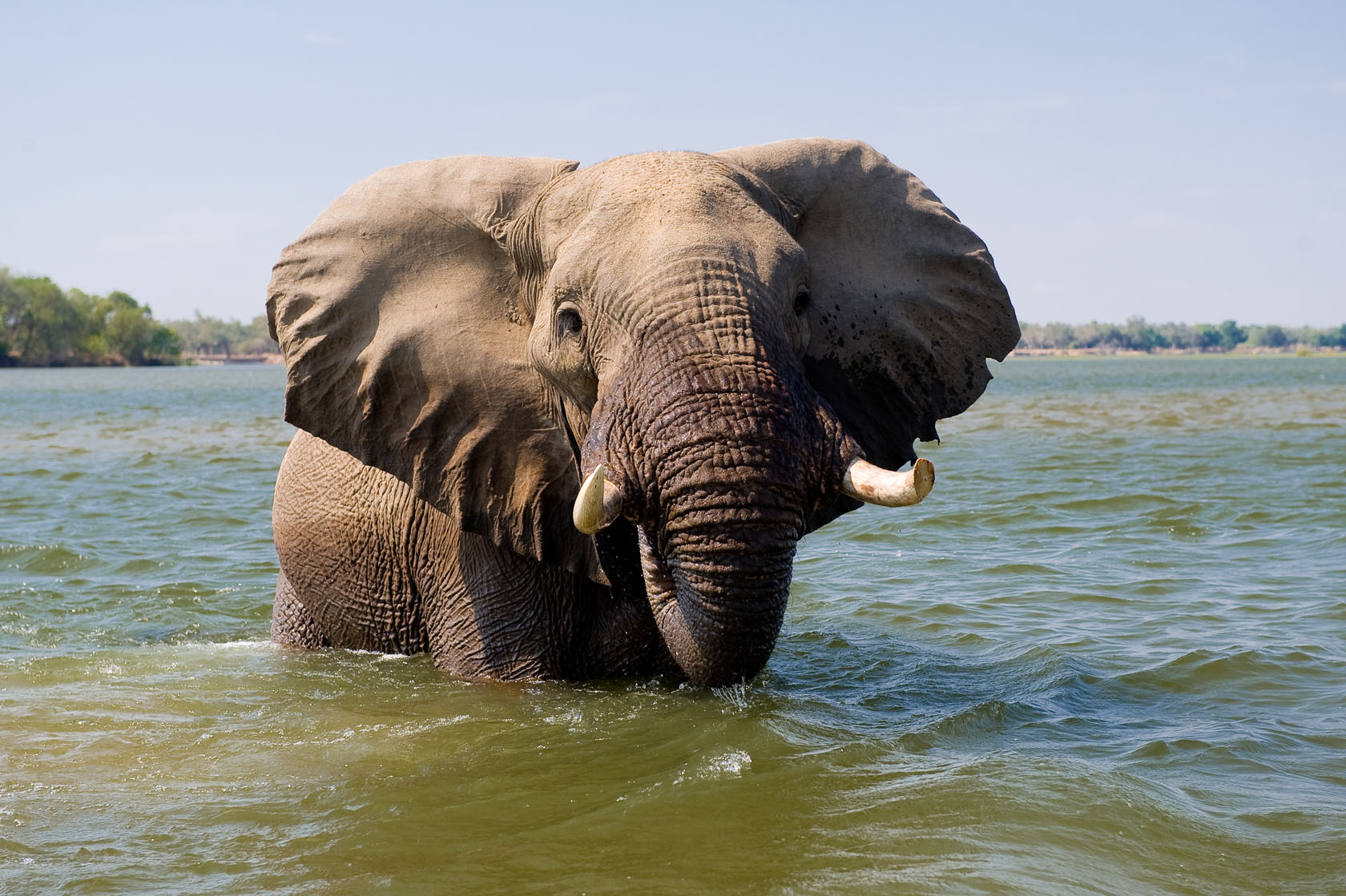 Chongwe River House: Badender Elefant