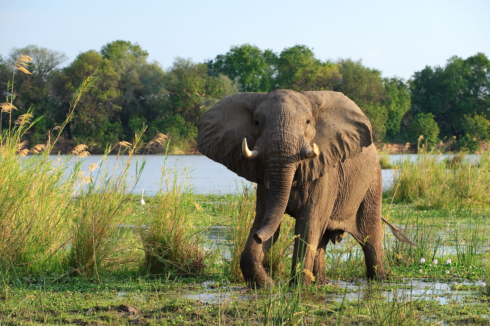 Chongwe River House: Elefant zwischen Flussinseln
