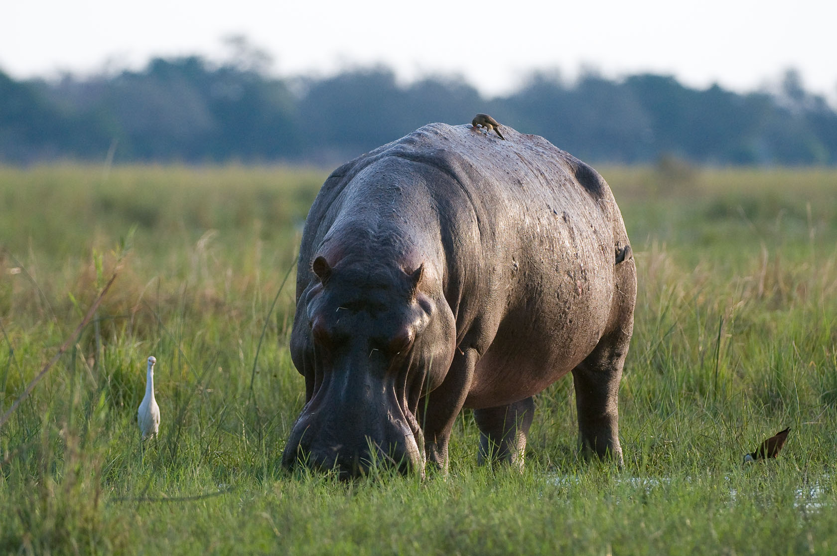 Chongwe River House: Grasendes Nilpferd