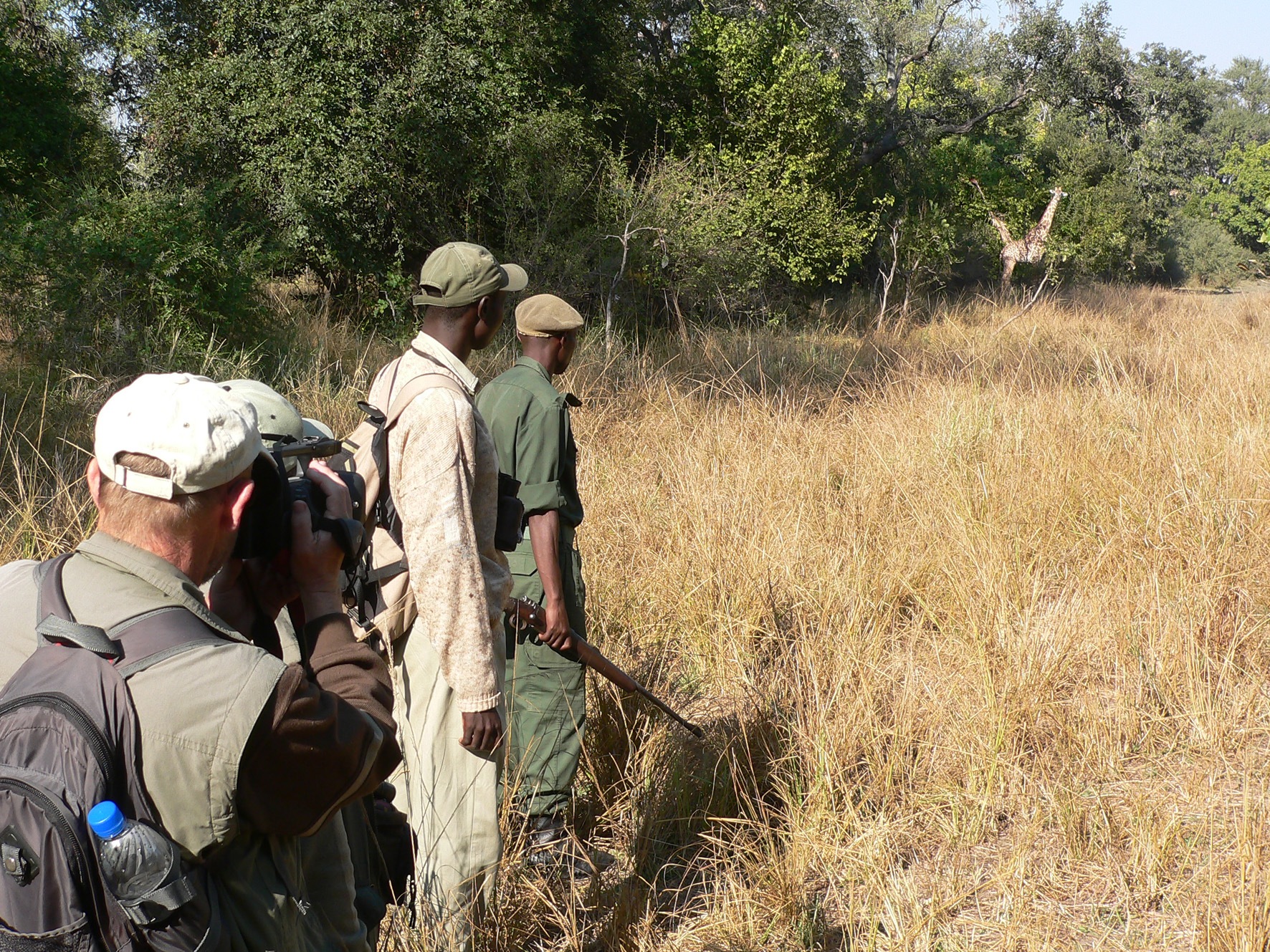 Island Bush Camp: Giraffe und Safari Walkers