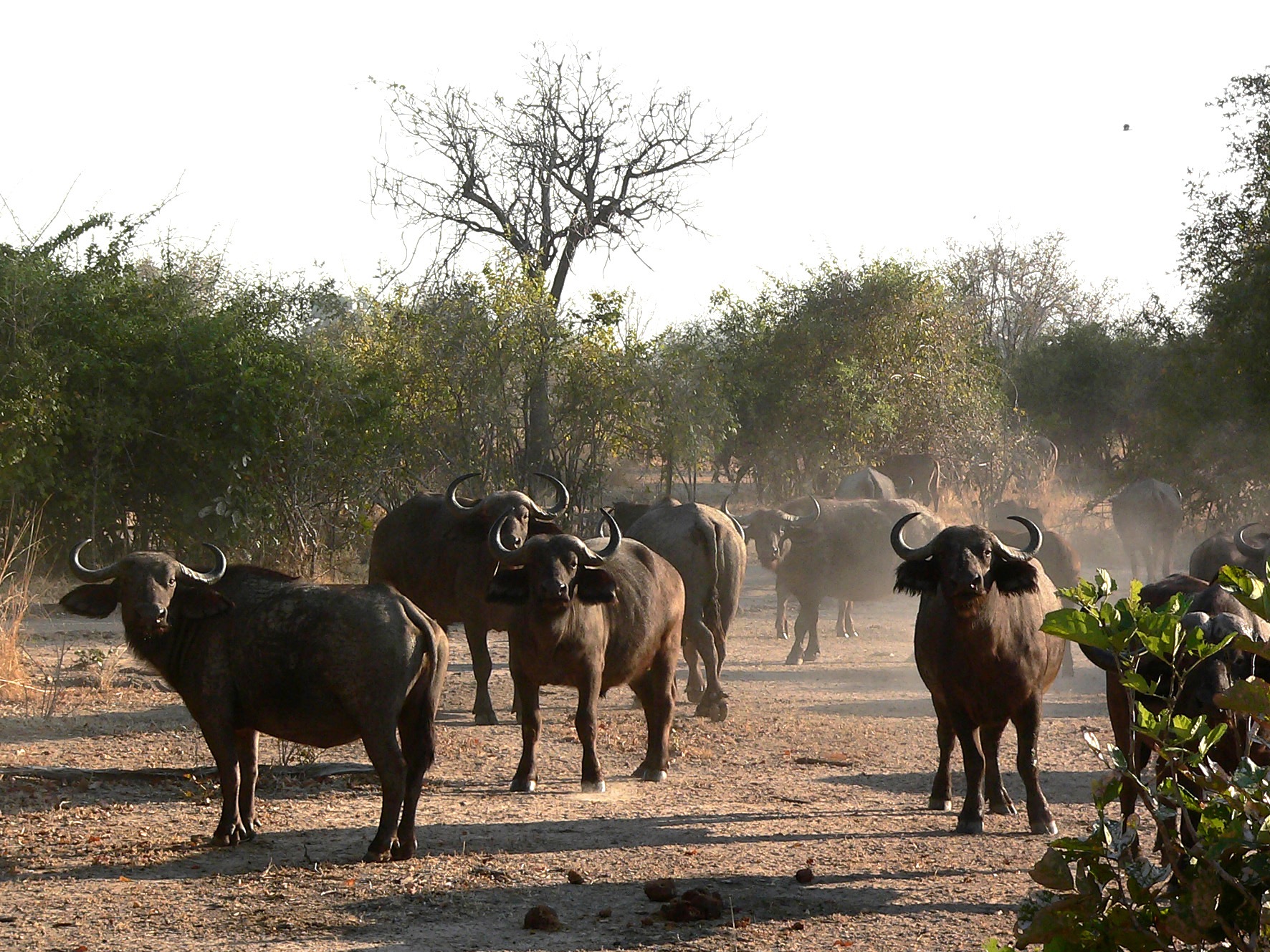 Kafunta River Lodge: Büffelherde