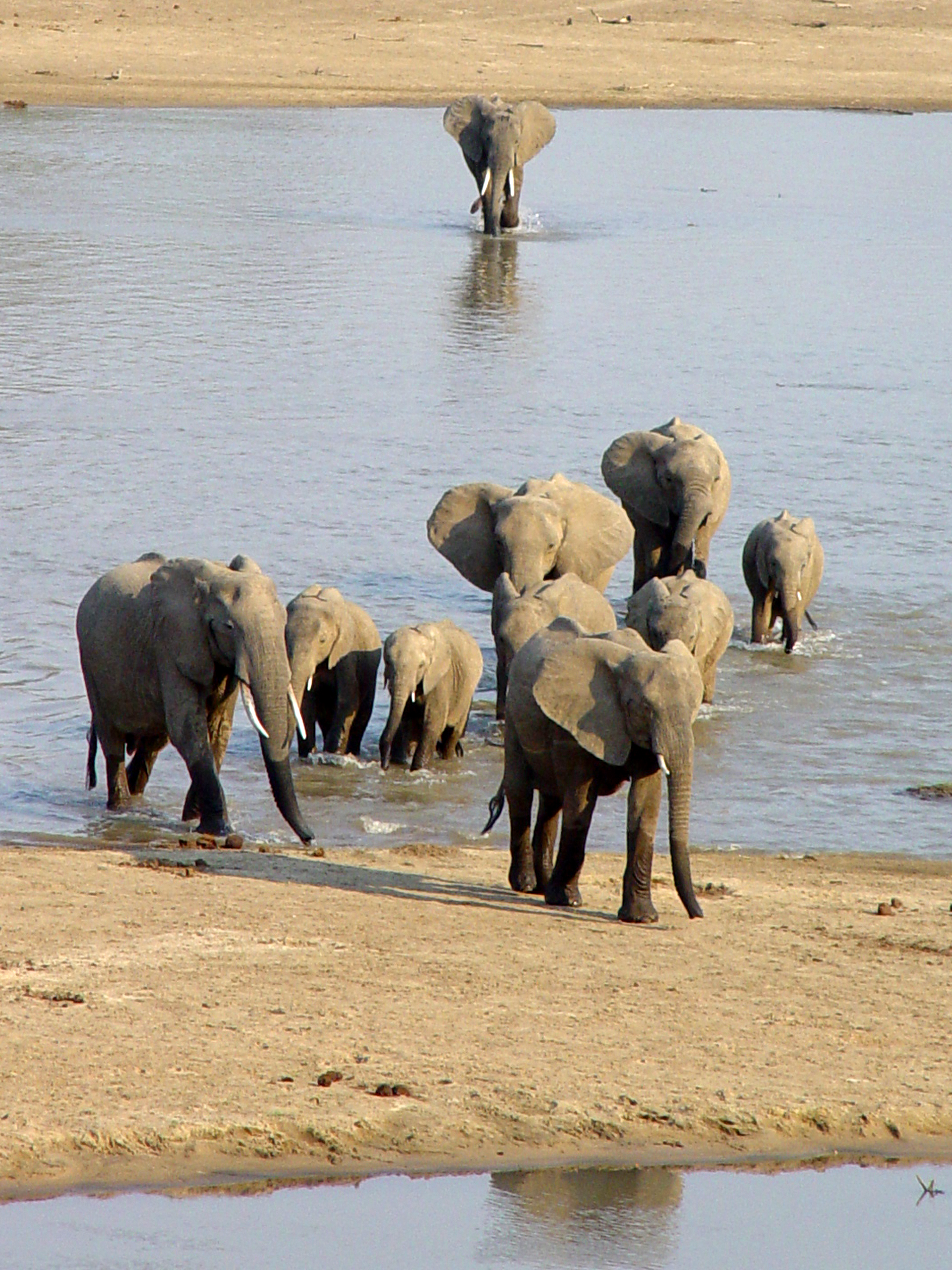 Kaingo Elephant Hide: Sandbank im Fluss