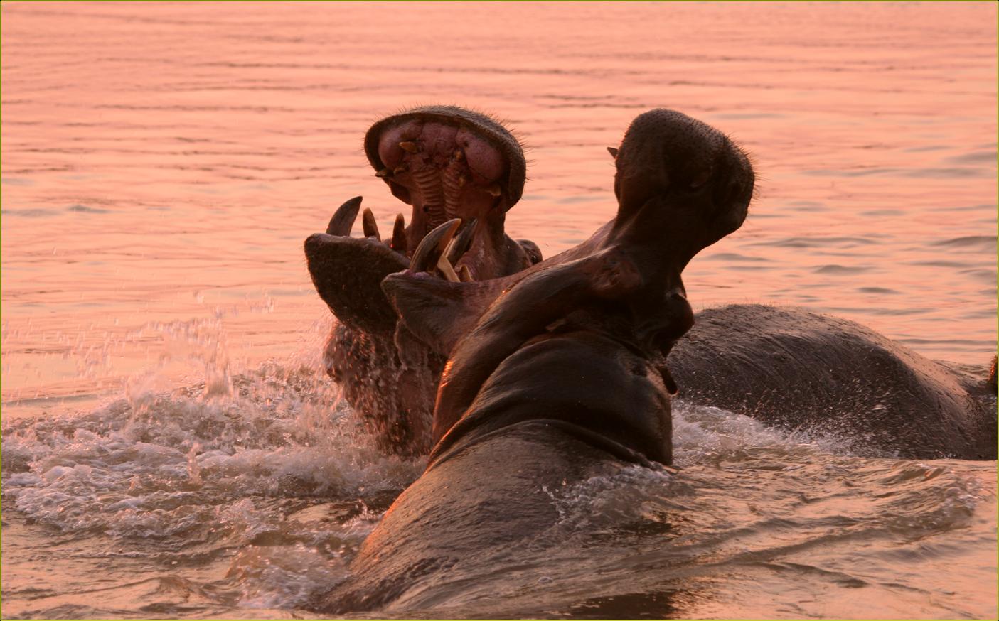 Kaingo Hippo Hide: Flusspferdbullen im Territorialstreit Kaingo Hippo Hide: Flusspferdbullen im Territorialstreit