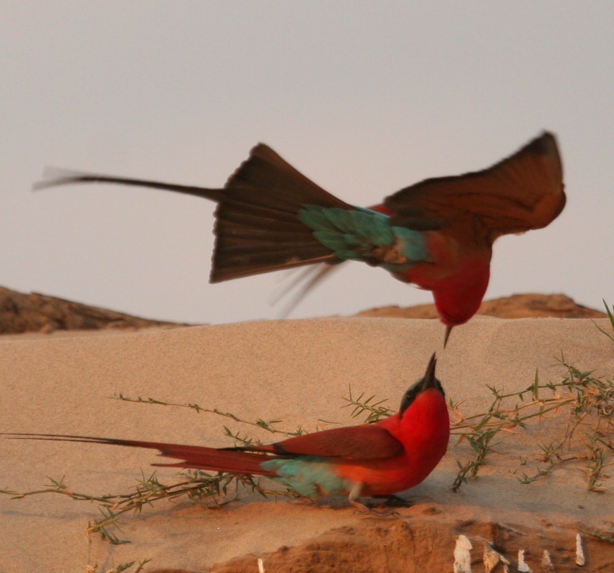 Shenton Carmine Bee Eater Hide: Begrüßung Shenton Carmine Bee Eater Hide: Begrüßung