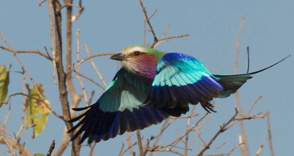 Fauna, Game Drive, Tiere, Wild, Wild Beobachtung, Coracias Caudatus, Gabelracke, Lilac Breasted Roller, Afrikarma, Afrikarma Safaris, Afrikarma Safaris Wildnis Hautnach, Afrikarma.de