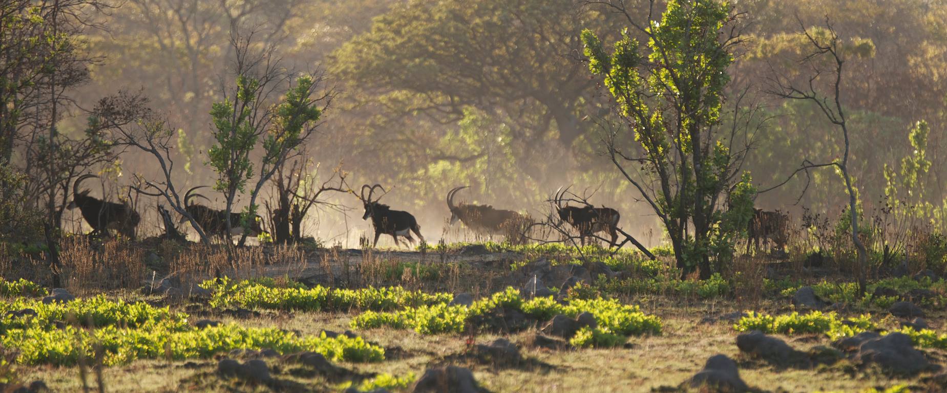 Fauna, Game Drive, Tiere, Wild, Wild Beobachtung, Rappenantilopen, Hippotragus Niger, Sable Antelope, Afrikarma, Afrikarma Safaris, Afrikarma Safaris Wildnis Hautnach, Afrikarma.de