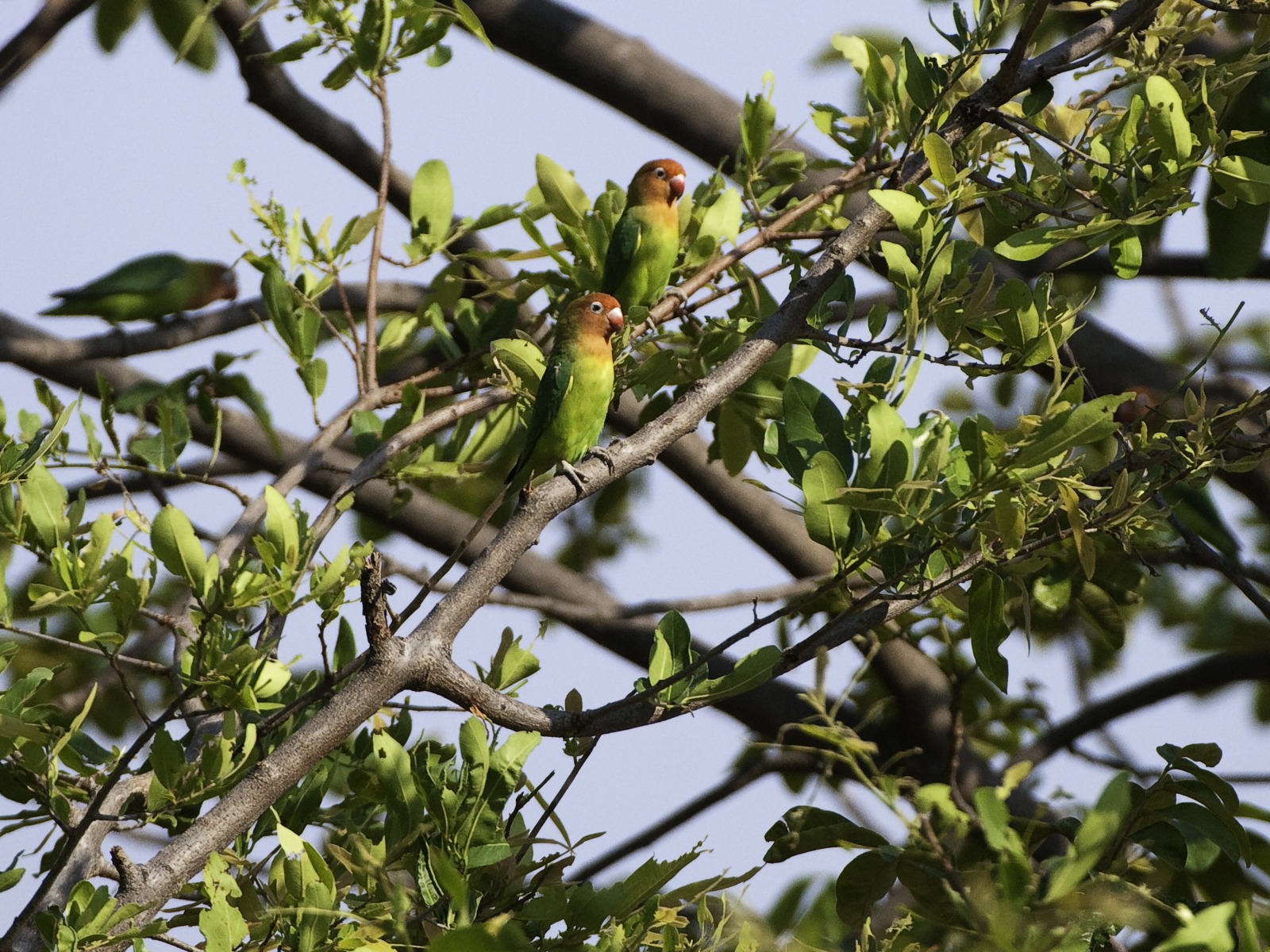 Kalamu Lagoon Camp, Luamfwa, Luangwa River, Lungwa-Tal, Sambia, South Luangwa National Park, Agapornis, Erdbeerköpfchen, Lovebird, Wilderness Classic Camps, Wilderness Safaris