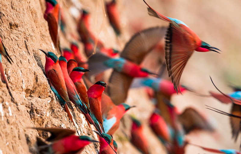 Game Drive, Luangwa River, Luangwa-Tal, Naturschutz, Norman Carr Safaris, South Luangwa National Park, Tierbeobachtung, Walking Safari, Wild Life, Wildtiere, Wildtierschutz, Carmine Bee-Eaters, Karminspint, Karminspintkolonie, Merops nubicus, Afrikarma, Afrikarma Safaris, Afrikarma.de