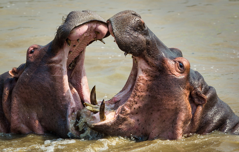 Game Drive, Luangwa River, Luangwa-Tal, Naturschutz, Norman Carr Safaris, South Luangwa National Park, Tierbeobachtung, Walking Safari, Wild Life, Wildtiere, Wildtierschutz, Hippo, Hippopotamos, Nilpferd, Afrikarma, Afrikarma Safaris, Afrikarma.de