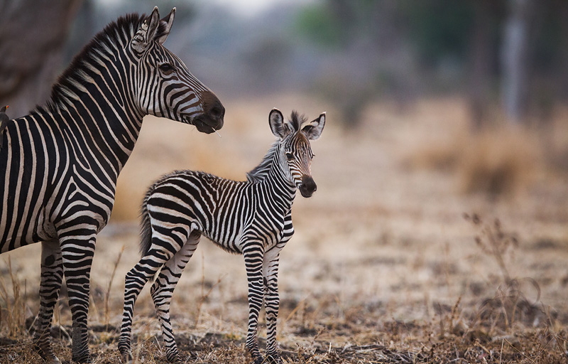 Game Drive, Luangwa River, Luangwa-Tal, Naturschutz, Norman Carr Safaris, South Luangwa National Park, Tierbeobachtung, Walking Safari, Wild Life, Wildtiere, Wildtierschutz, Hippotigris Equus Burchellii, Zebra, Zebrafohlen, Afrikarma, Afrikarma Safaris, Afrikarma.de