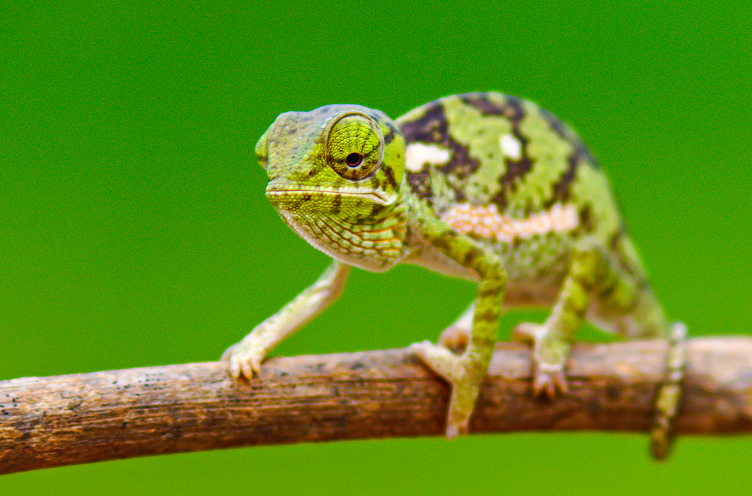 KuKaya: Ein Chamäleon