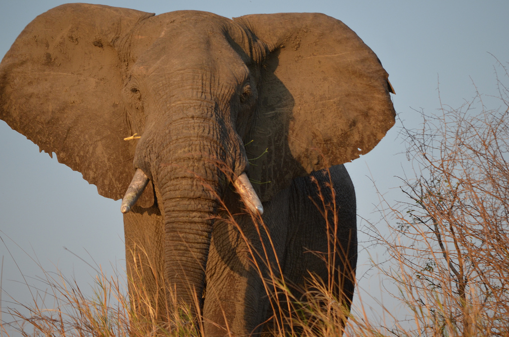 Angeln, Fishing, Game Drive, Jacques Collins, Kafue National Park, Kafue River, Leopard Lodge, Lubungu, Lunga-Lushwishi Game Management Area, Walking Safari, Elefanten, Loxodonta Africana, Afrikarma, Afrikarma Safaris, Afrikarma Safaris - Wildnis. Hautnah., Afrikarma.de