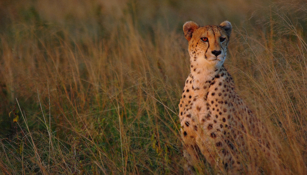 Angeln, Fishing, Game Drive, Jacques Collins, Kafue National Park, Kafue River, Leopard Lodge, Lubungu, Lunga-Lushwishi Game Management Area, Walking Safari, Cheetah, Gepard, Afrikarma, Afrikarma Safaris, Afrikarma Safaris - Wildnis. Hautnah., Afrikarma.de