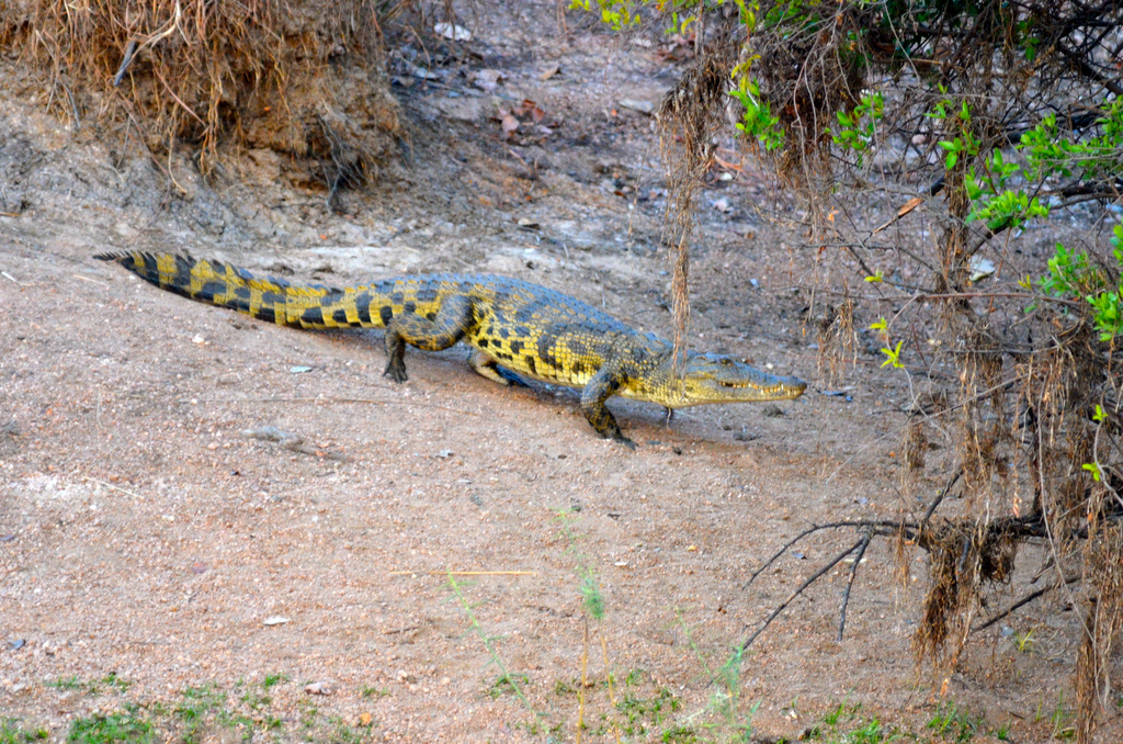 Leopard Lodge: Krokodil auf Wanderschaft