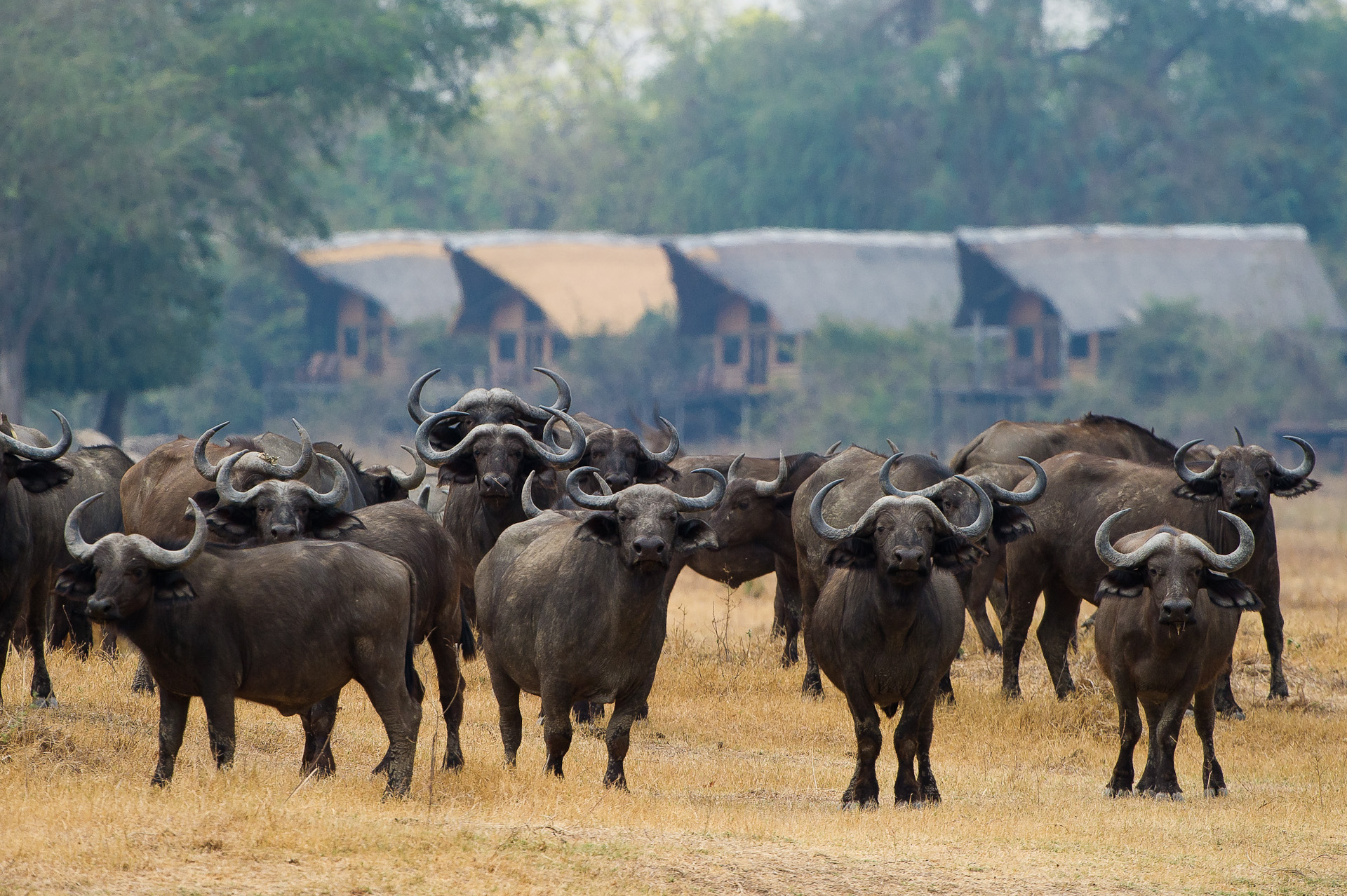 Lion Camp, Luangwa River, South Luangwa National Park, Büffel, Häuser, Afrikarma, Afrikarma Safaris, Afrikarma Safaris. Wildnis. Hautnah., Afrikarma.de