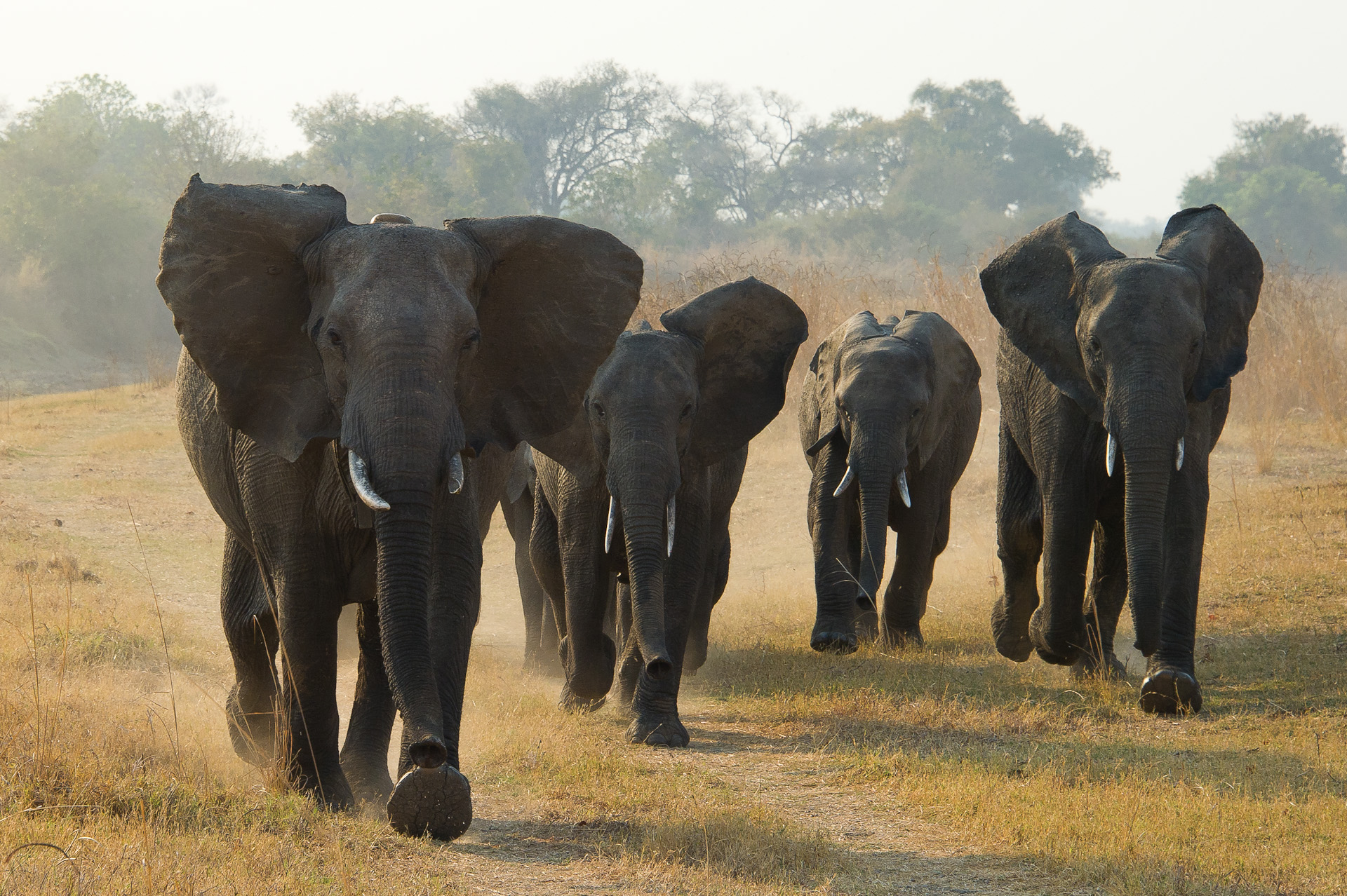 Lion Camp, Luangwa River, South Luangwa National Park, Bäume, Elefanten, Landschaft, Afrikarma, Afrikarma Safaris, Afrikarma Safaris. Wildnis. Hautnah., Afrikarma.de