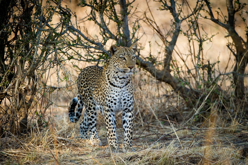 Lion Camp, Luangwa River, South Luangwa National Park, Bäume, Leopard, Afrikarma, Afrikarma Safaris, Afrikarma Safaris. Wildnis. Hautnah., Afrikarma.de