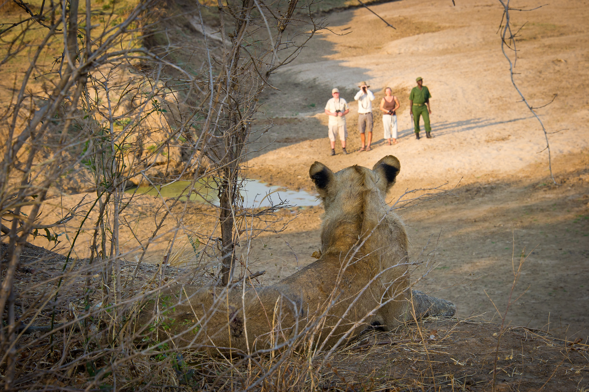 Lion Camp, Luangwa River, South Luangwa National Park, Landschaft, Löwen, Afrikarma, Afrikarma Safaris, Afrikarma Safaris. Wildnis. Hautnah., Afrikarma.de