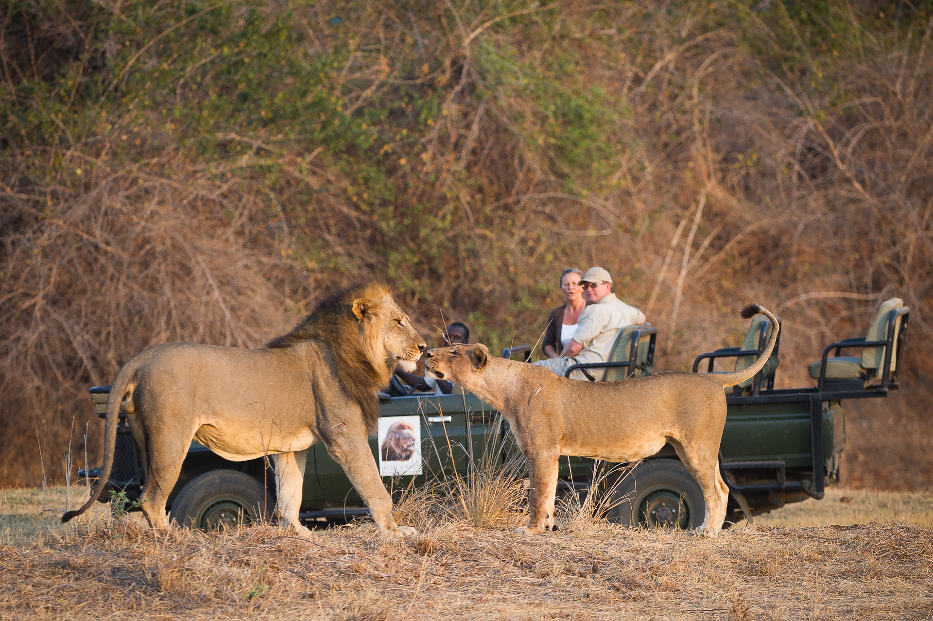 Lion Camp, Luangwa River, South Luangwa National Park, Löwen, Pick-Up, Afrikarma, Afrikarma Safaris, Afrikarma Safaris. Wildnis. Hautnah., Afrikarma.de