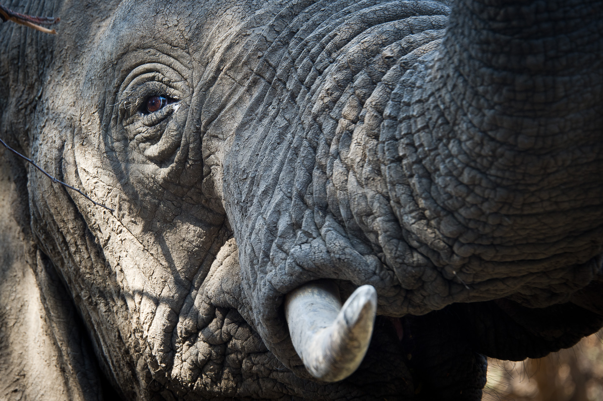 Lion Camp: Elefant in Nahaufnahme