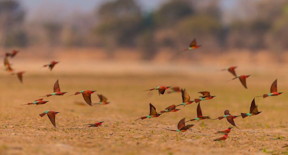 Afrika, Luambe Lodge, Lumabe, Safari, Sambia, Karminspint, Vögel, Afrikarma, Afrikarma Safaris, Afrikarma Safaris - Wildnis. Hautnah., afrikarma.de, Marcus Westerberg, Mario Voss