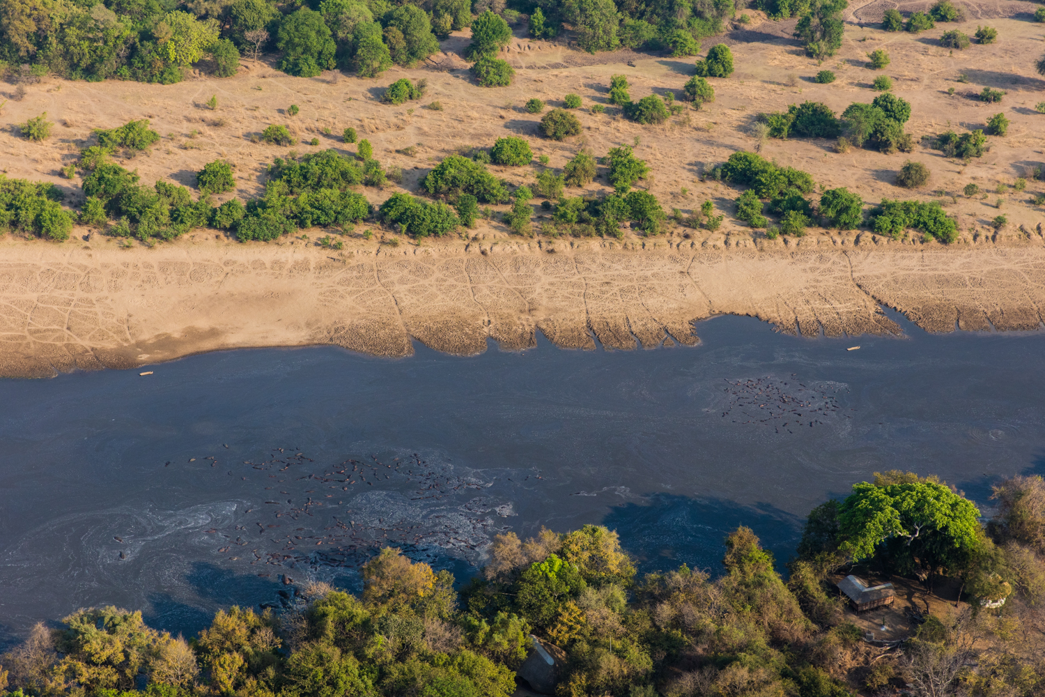 Afrika, Flusspferde, Luambe Lodge, Luftbild, Lumabe, Safari, Sambia, Afrikarma, Afrikarma Safaris, Afrikarma Safaris - Wildnis. Hautnah., afrikarma.de, Marcus Westerberg, Mario Voss