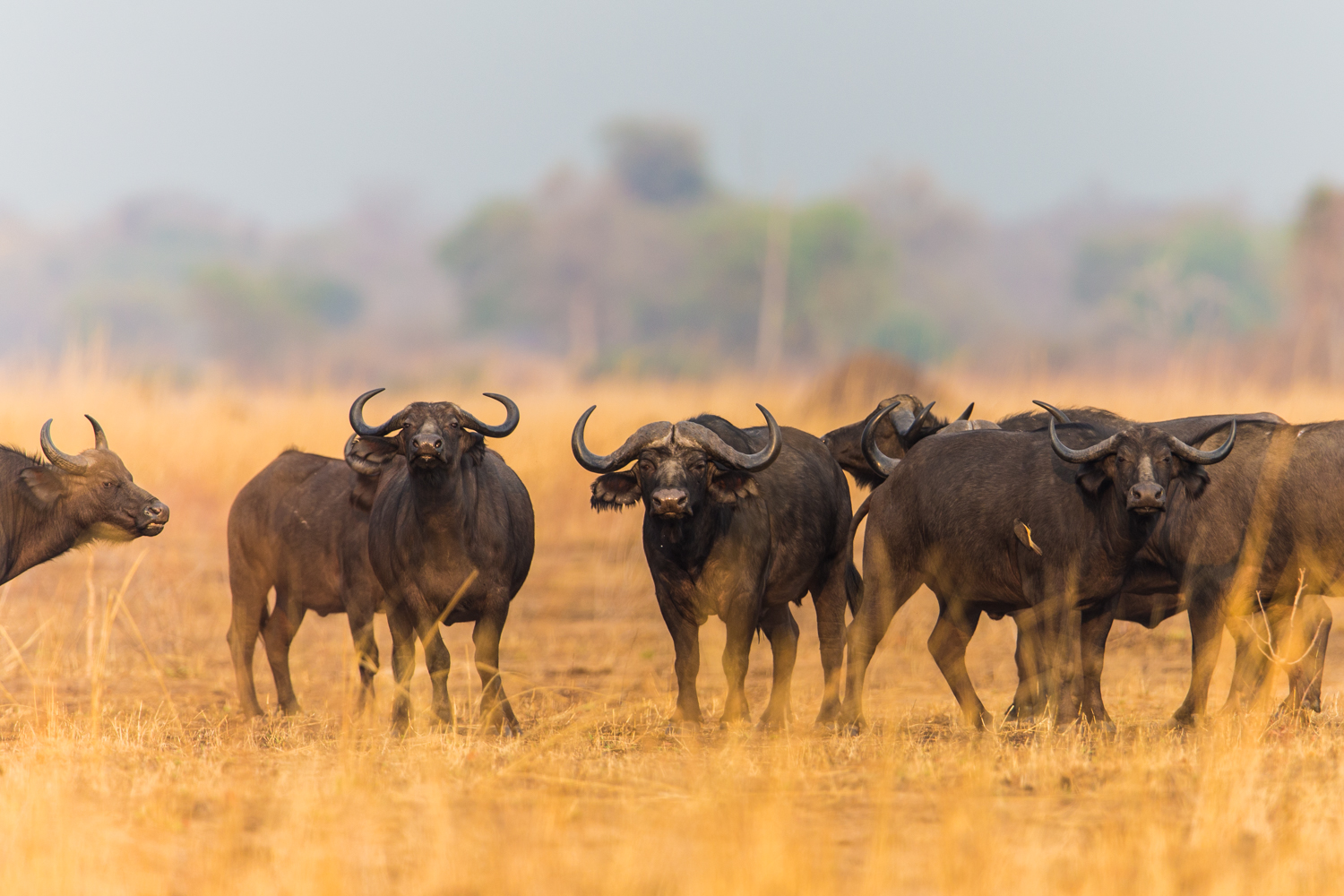 Luambe Camp: Ein stolzer Schwarzbüffel in der Herde