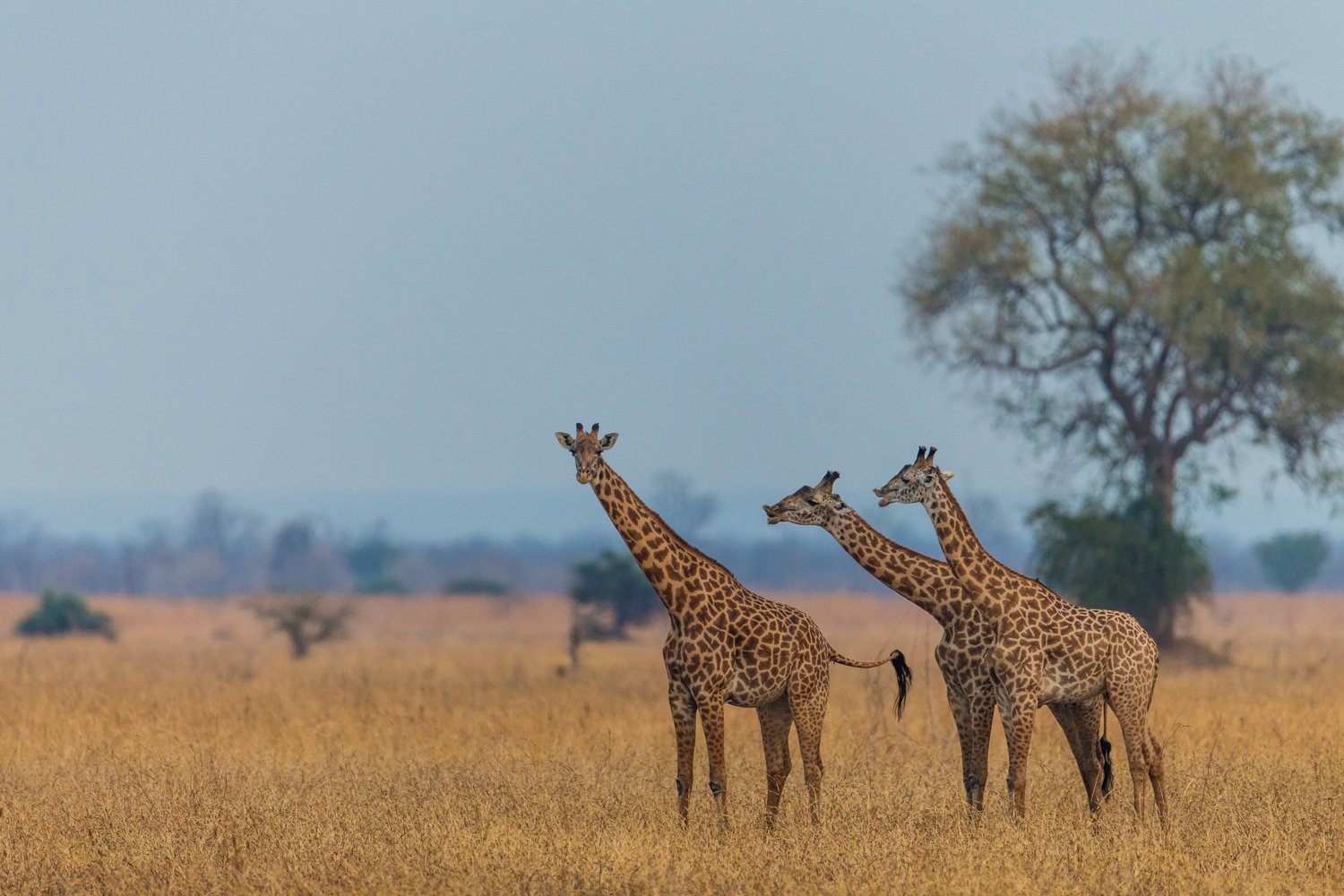 Luambe Camp: Thorneycroft Giraffe recken ihre Hälse