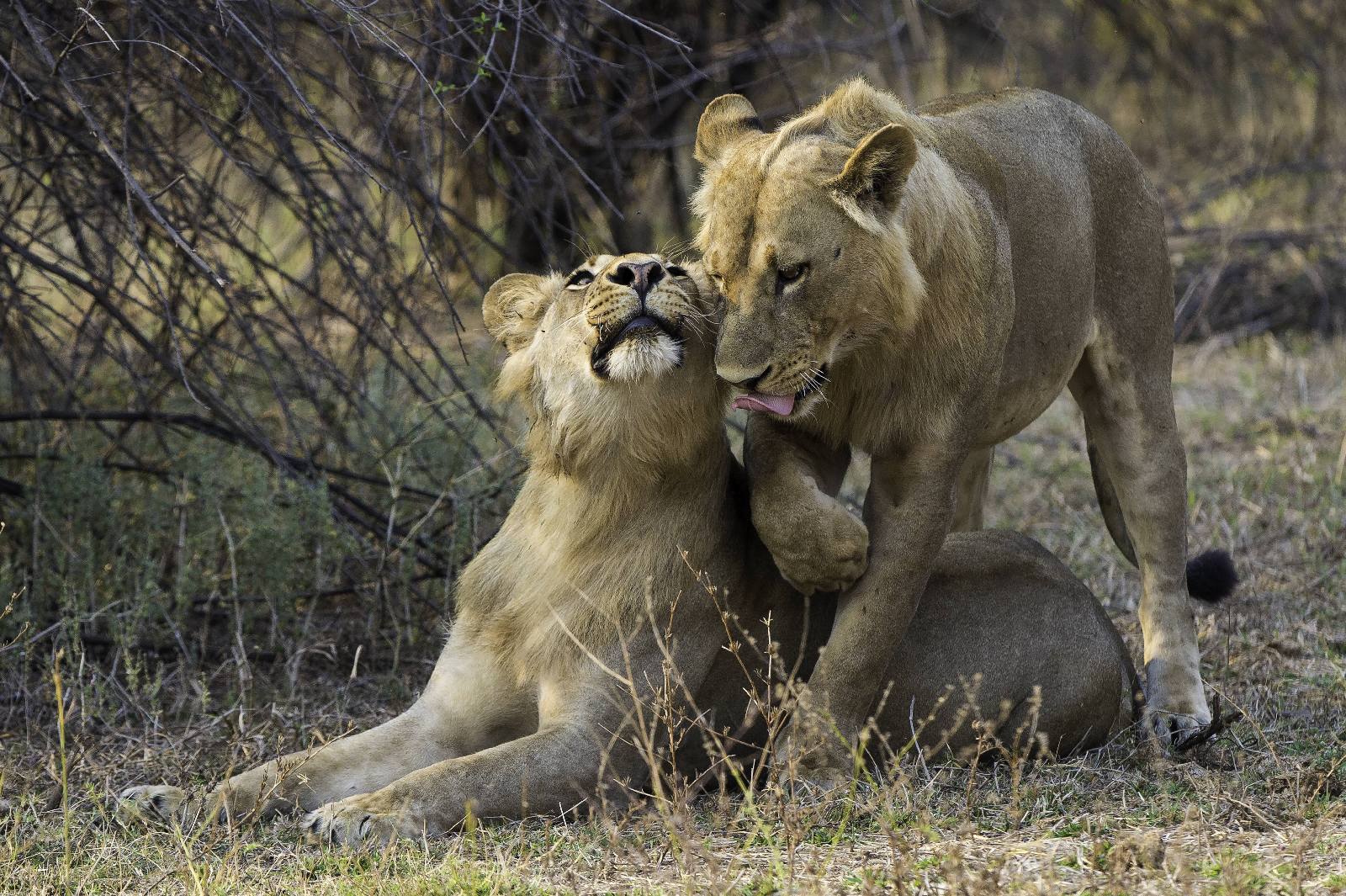 Big Game, Busch, Buschwanderung, Fluss, Fotographie, Game Drive, Großwild, Lagune, Luangwa River, LuangwaLuangwa-Tal, Nationalpark, Pirschfahrt, South Luangwa National Park, Tierbeobachtng, Walking Safari, Wildnis, Wildtiere, Löwe, Löwen, Löwenbaby, Löwenmähne, Löwenmutter, Löwin, Männlicher Löwe, Panthera leo, afrikarma, Afrikarma.de