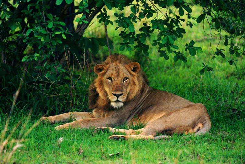 Robin Pope River Journeys: Ruhender Löwe