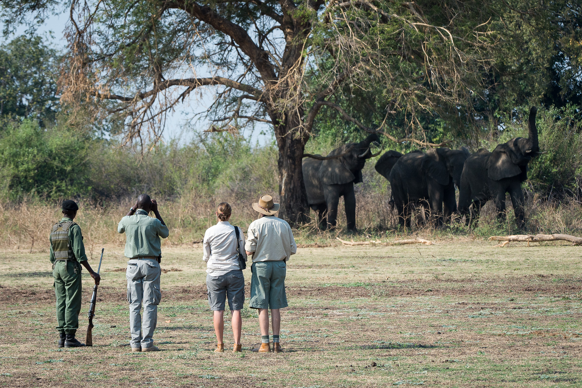 Luangwa River Camp: Elefanten auf Wandersafari entdecken