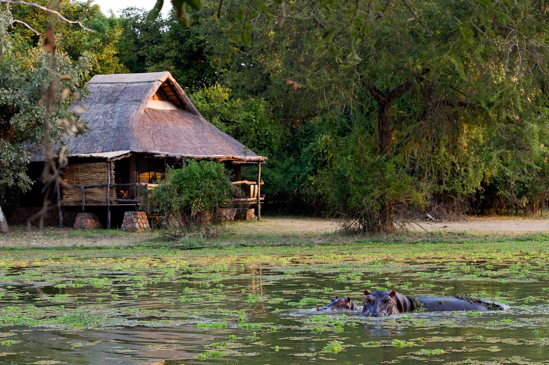 Mfuwe Lodge: Gästechalet am Rande der Lagune Bushcamp Company, Luangwa River, Luangwa-Tal, Mfuwe Lodge, Paul Allen, Sambia, South Luangwa National Park, Walking Safari, Gästechalet, Lagune, Private Veranda, Afrikarma, Afrikarma Safaris, Afrikarma.de
