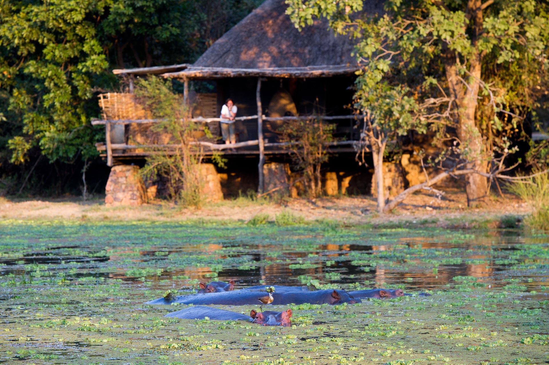 Mfuwe Lodge: Nilpferde vor einem Gästechalet Bushcamp Company, Luangwa River, Luangwa-Tal, Mfuwe Lodge, Paul Allen, Sambia, South Luangwa National Park, Walking Safari, Gästechalet, Lagune, Nilpferde, Private Veranda, Afrikarma, Afrikarma Safaris, Afrikarma.de
