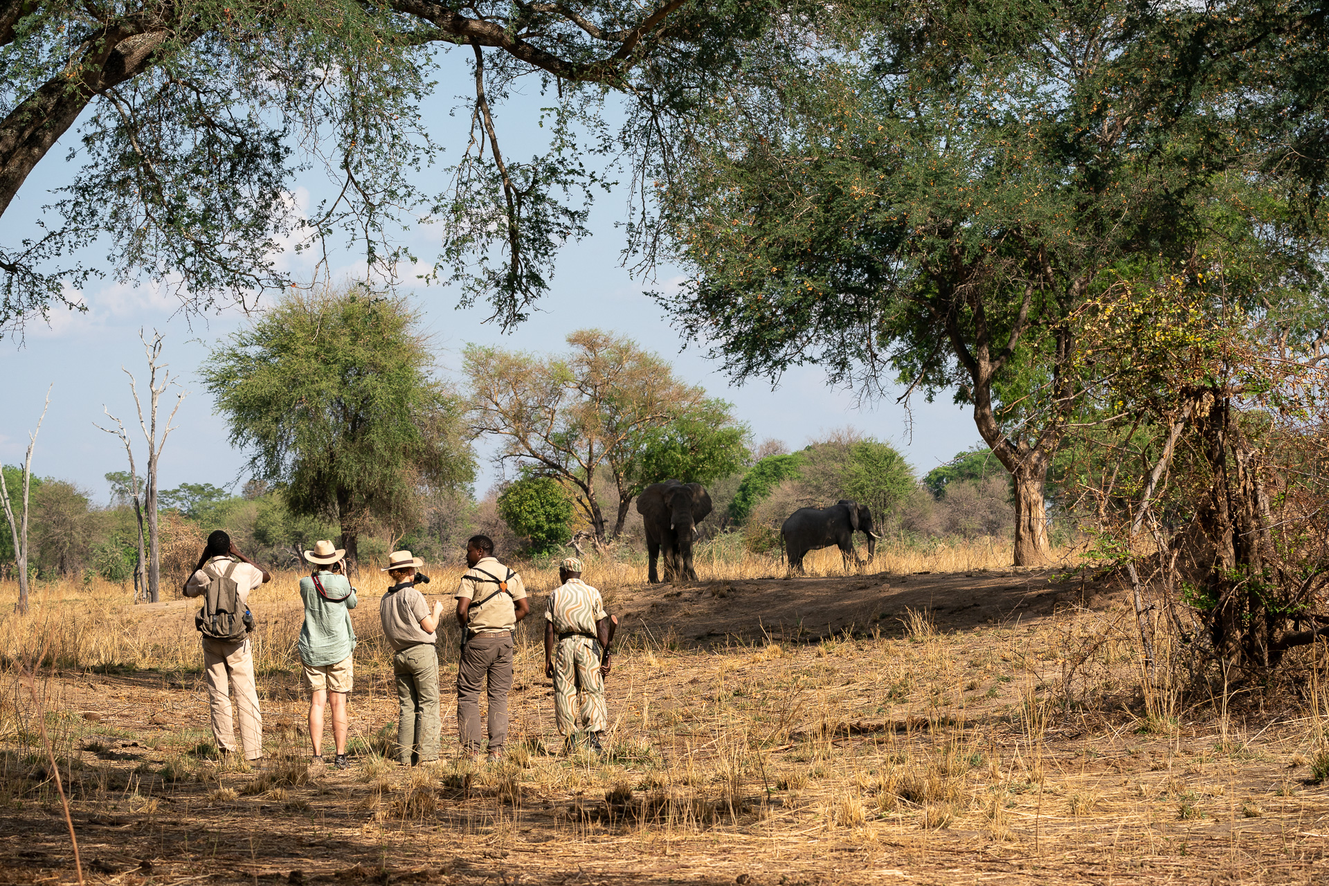 Mobile Walking Safari: Elefanten in nächster Nähe 