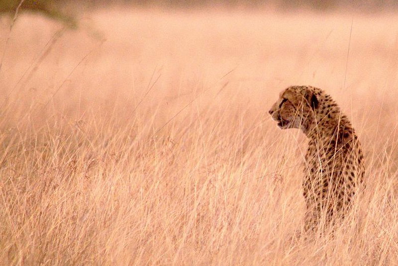 Aktivität, Game Drive, Gepard, Kafue National Park, Kafue River, Mukambi Safari Lodge, Raubkatze, Afrikarma, Afrikarma Safaris, Afrikarma.de, Edjan van der Heide, Robyn-Anne and Edjan van der Heide, Robyn-Anne van der Heide