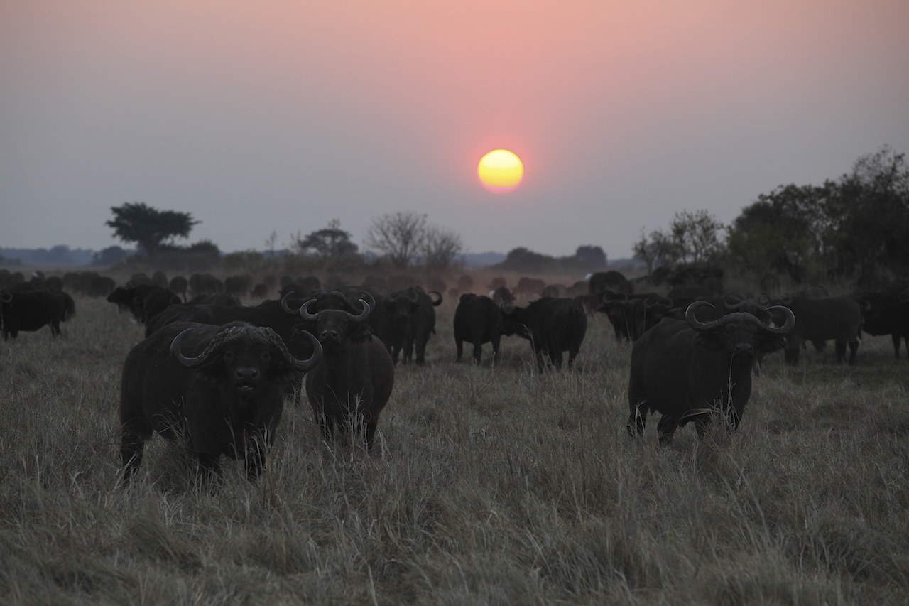 Mukambi Safari Lodge: Büffel im Sonnenuntergang