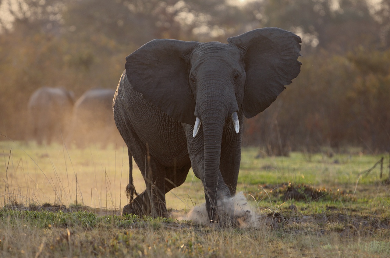 Mukambi Safari Lodge: Elefantenbulle