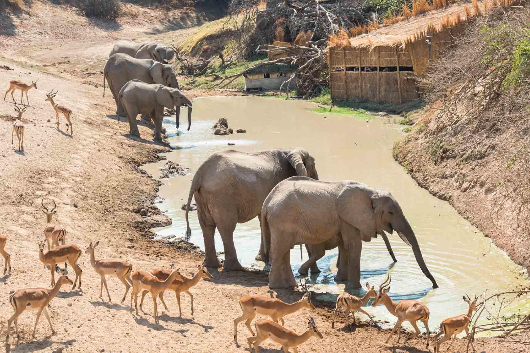 Mwamba Bush Camp: Hide am Wasserloch Mwamba Bush Camp: Hide am Wasserloch