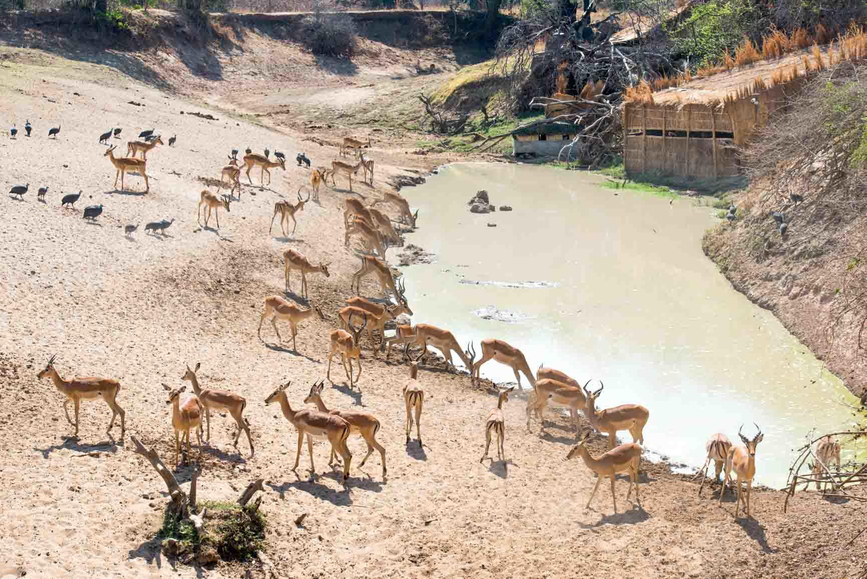 Mwamba Bush Camp: Am Wasserloch Mwamba Bush Camp: Am Wasserloch