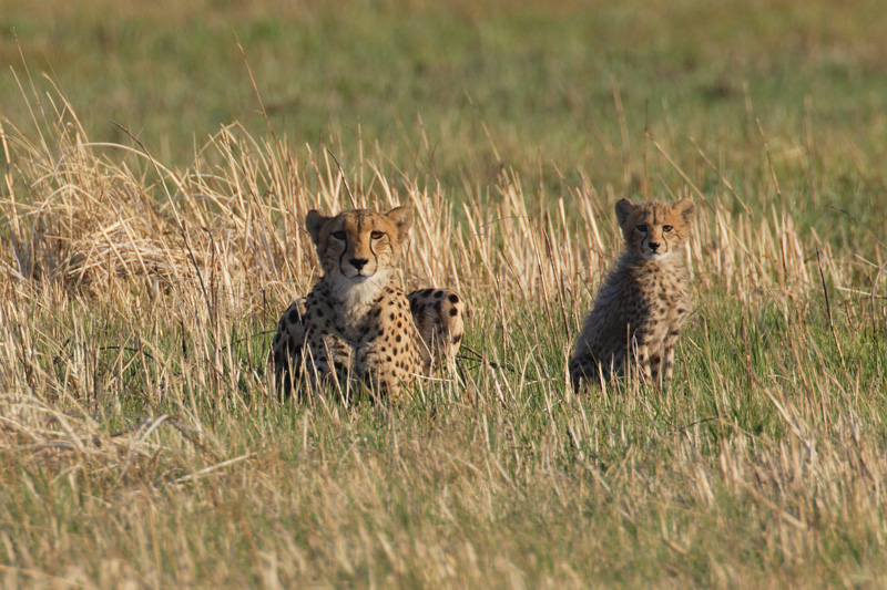Drainage channel, Kafue National Park, Kanyele River, Kasha River, Kaunga River, Nanzhila Plains Safari Camp, Nkala River, acinonyx jubatus, Gepard, Afrikarma, Afrikarma Safaris, Afrikarma Safaris - Wildnis. Hautnah., Afrikarma.de
