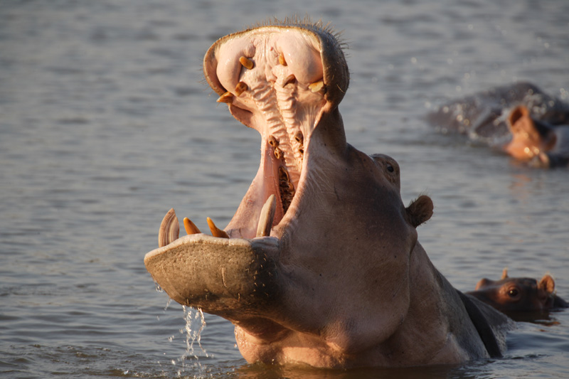 Nanzhila Plains Safari Camp: Nilpferdrachen