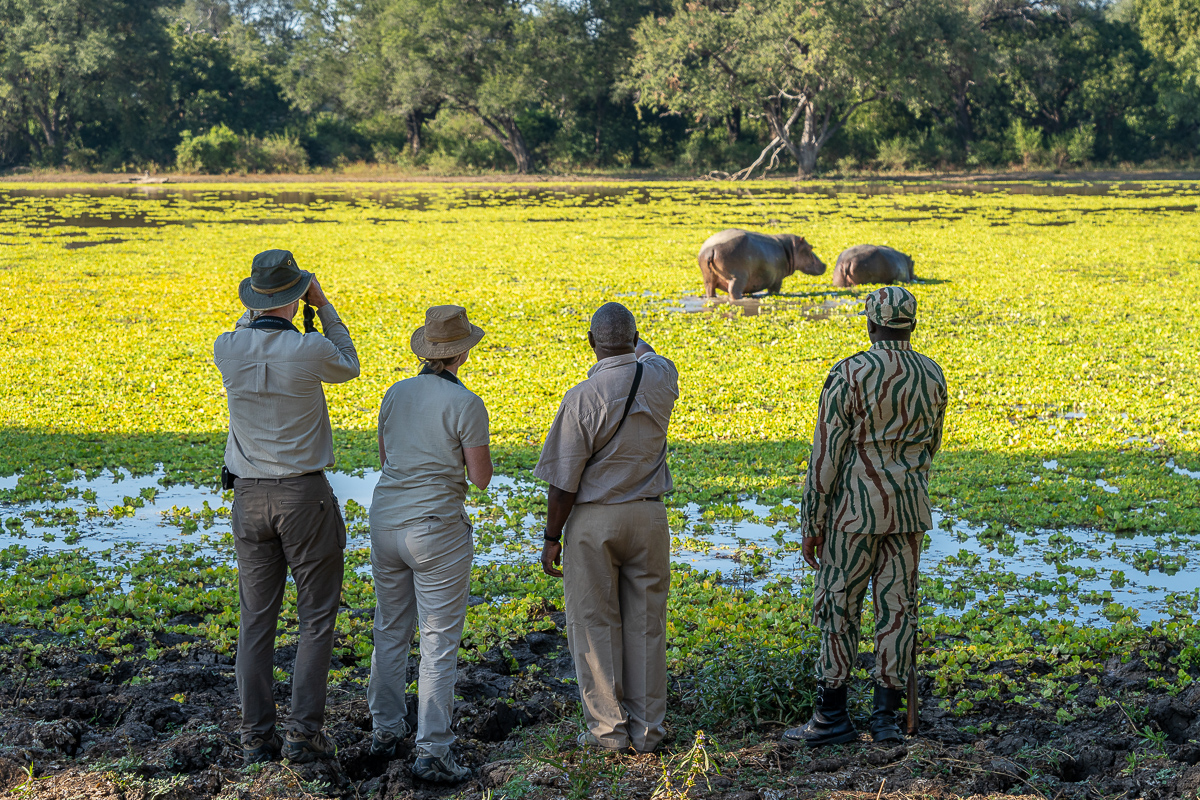 Nkwali Camp: Nilpferde am Fluss