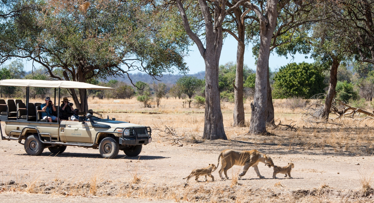 Puku Ridge Camp: Pirschfahrt mit Löwensichtung