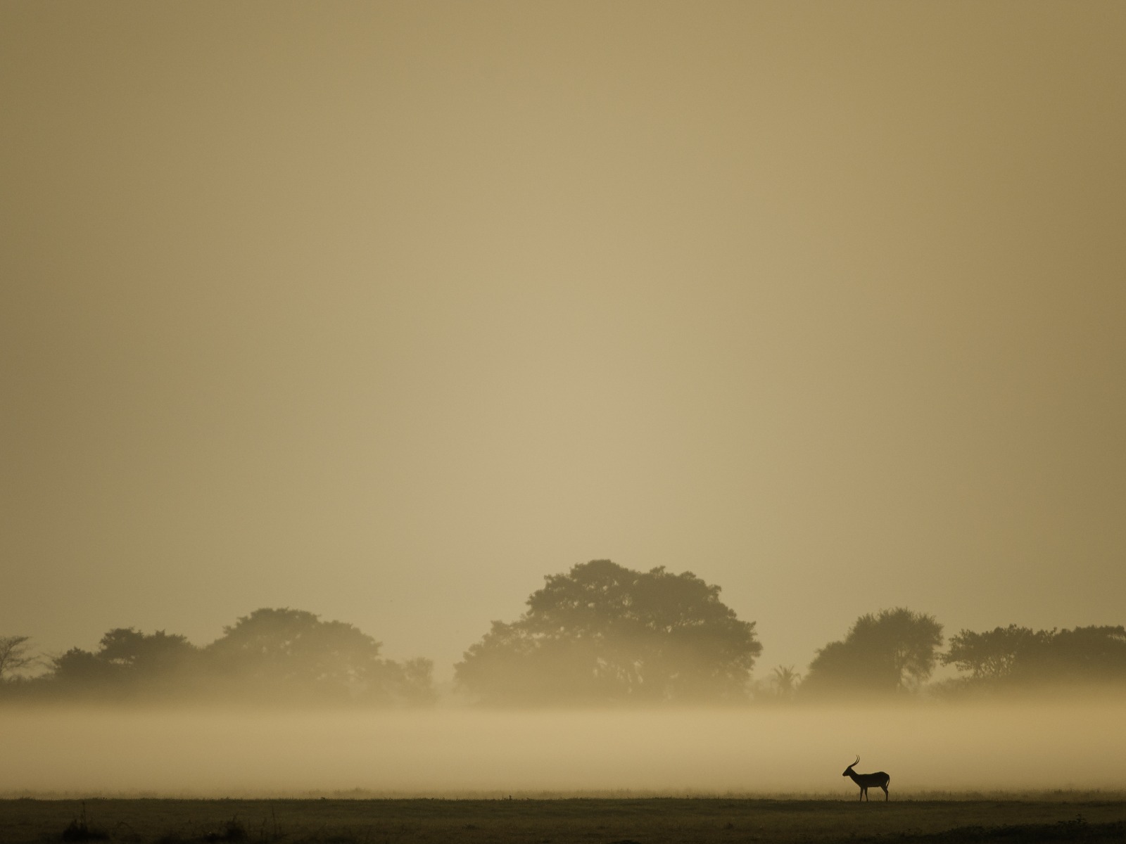 Busanga Plains, Kafue National Park, Schwemmebenen, Busanga-Ebenen, Fauna, Flood Plains, Heißluftballon, Kafue Nationalpark, Safari, Shumba Camp, Wilderness Safaris, Antilope, Antilopen, Atmosphäre, Pirschfahrt, Romantik, Abend, Abendstimmung, Lichter, Lodge, Stimmung