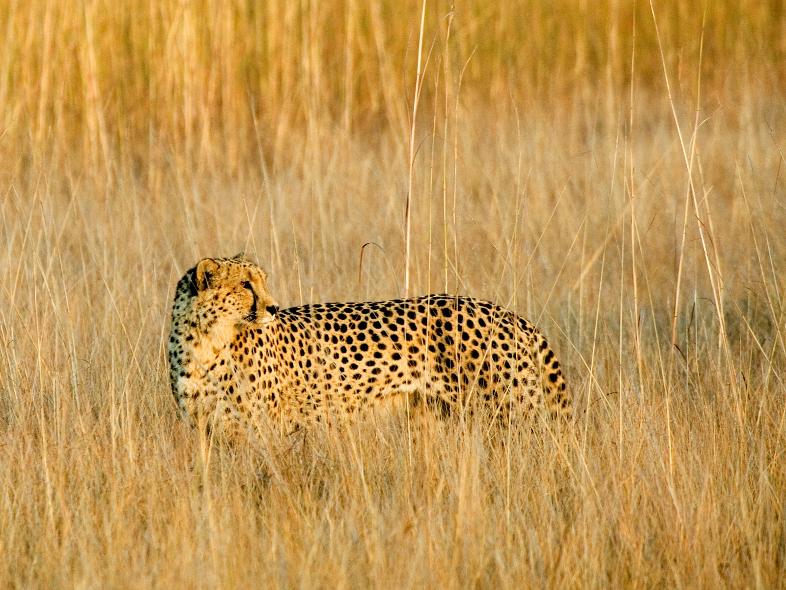 Busanga Plains, Kafue National Park, Schwemmebenen, Antilope, Antilopen, Busanga-Ebenen, Busch, Fauna, Flood Plains, Heißluftballon, Kafue Nationalpark, Pirschfahrt, Pukus, Safari, Shumba Camp, Wilderness Safaris, Gepard, Glück, Grasland, Großkatze, Raubtier, selten, Abend, Abendstimmung, Atmosphäre, Lichter, Lodge, Romantik, Stimmung