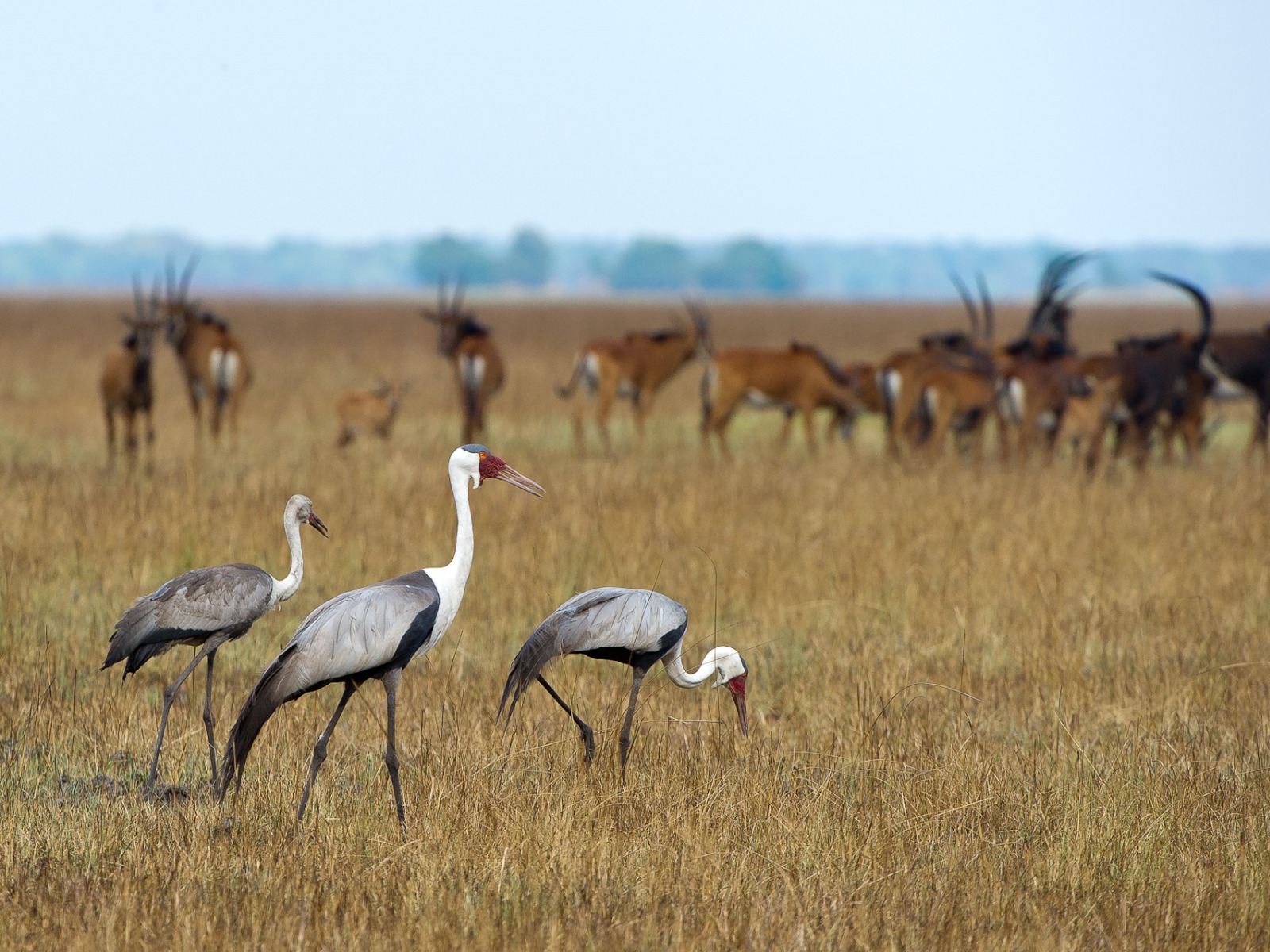 Busanga Plains, Kafue National Park, Schwemmebenen, Busanga-Ebenen, Fauna, Flood Plains, Heißluftballon, Kafue Nationalpark, Safari, Shumba Camp, Wilderness Safaris, Antilopen, Birding, Grasland, Klunkerkranich, Kranich, Pirschfahrt, Abend, Abendstimmung, Atmosphäre, Lichter, Lodge, Romantik, Stimmung